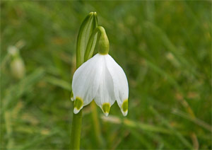 Frühlings-Knotenblume / Märzenbecher